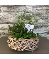 Herb Garden  Plants