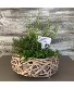 Herb Garden  Plants