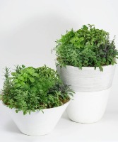 Herb Gardens 