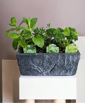 Herb Life Potted Plant