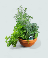 Herb Medley Dish Garden