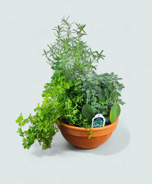 Herb Medley Dish Garden