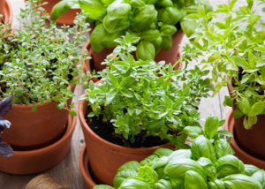 Herb Plants in Valley City, OH | HILL HAVEN FLORIST & GREENHOUSE Herb Plants in Valley City, OH | HILL HAVEN FLORIST & GREENHOUSE