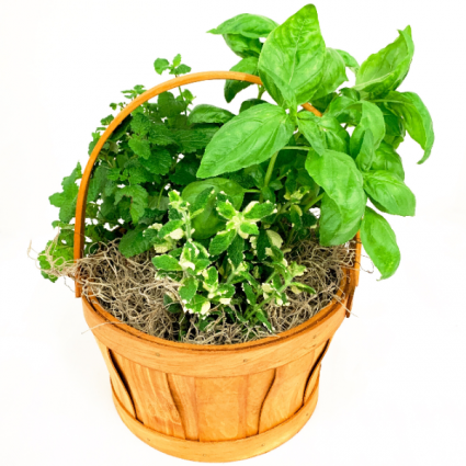 Herb Trio Planted Basket
