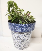 HERBS IN A BLUE AND WHITE POT 