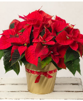 Hester Home Poinsettia Sponsorship Live 6" Red Poinsettia in gold wrap