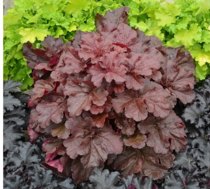 Heuchera Coral Bells Colors may vary