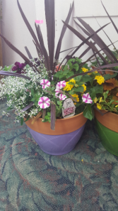 OUTDOOR PLANTERS...BLOOMS ALL SUMMER  Just water!  The flowers shown all vary.. .mixed annuals. All of them look different.The one shown in picture is in a 2 toned colored pot. Pot could be different color. Available now. Limited supply...order now they go fast!.(NOT AVAILABLE TILL MAY 9TH FOR DELIVERY) 