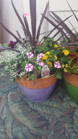 OUTDOOR PLANTERS...BLOOMS ALL SUMMER  Just water!  The flowers shown all vary.. .mixed annuals. All of them look different.The one shown in picture is in a 2 toned colored pot. Pot could be different color. Available now. Limited supply...order now they go fast!. 