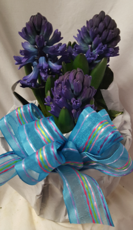 Hyacinth 6
