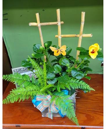Hibiscus Bliss Blooming Plant in Brenham, TX | Sunny Day Blossoms Design Studio Hibiscus Bliss Blooming Plant in Brenham, TX | Sunny Day Blossoms Design Studio