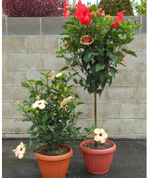 Hibiscus Bush/Tree Available in assorted colors