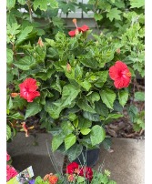Hibiscus outdoor blooming plant