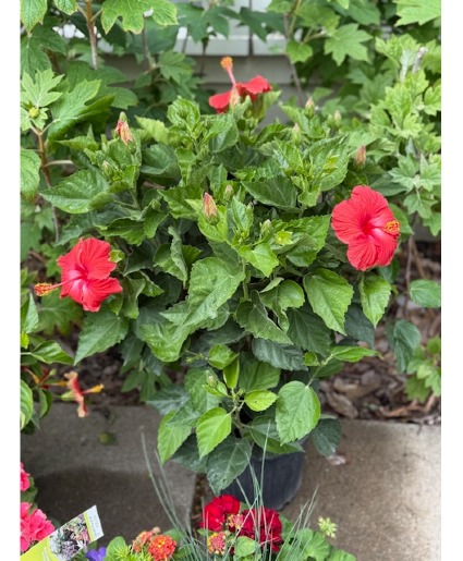 Hibiscus outdoor blooming plant