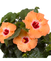 Hibiscus Plant