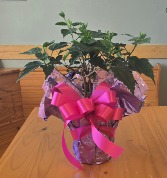 Hibiscus Plant