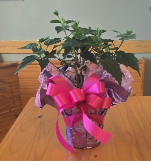 Hibiscus Plant