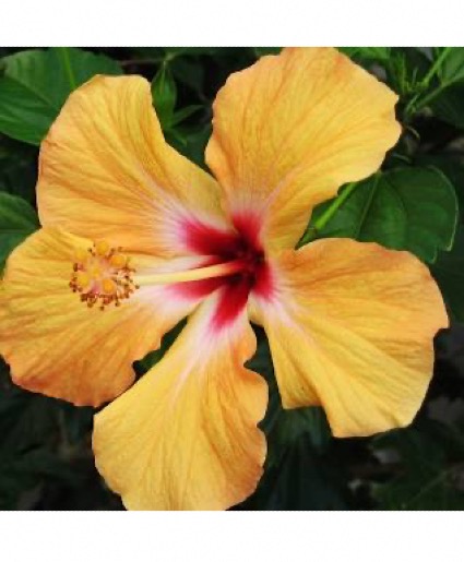 Hibiscus  Blooming Plant