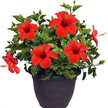 Hibiscus Plant Plant