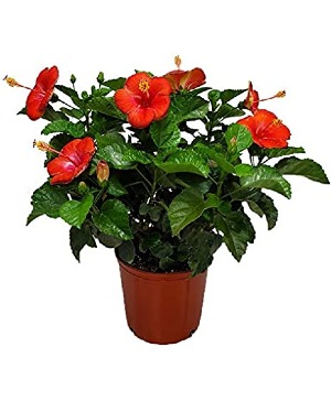 Hibiscus Plant Plant