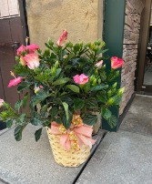 Hibiscus Plant Blooming Plant