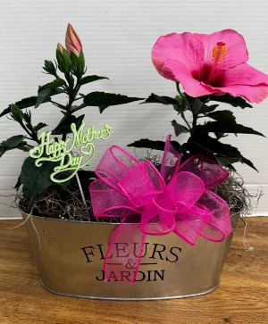 Hibiscus planter 