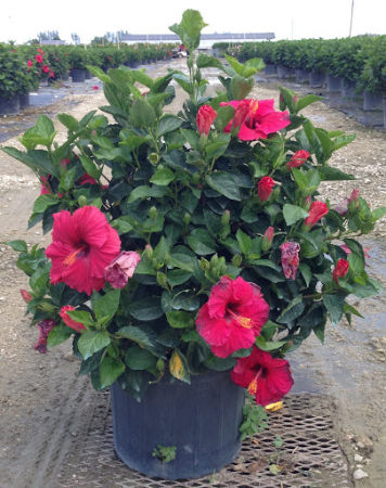 hibiscus pot 