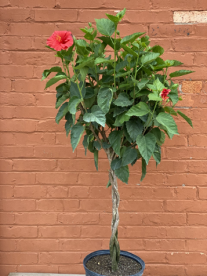 Hibiscus Tree 
