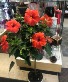 Hibiscus Tree 