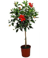 Hibiscus Tree 