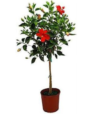 Hibiscus Tree 