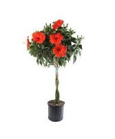 Hibiscus Tree- Assorted colors 