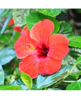 Hibiscus Trees & Pots Plants