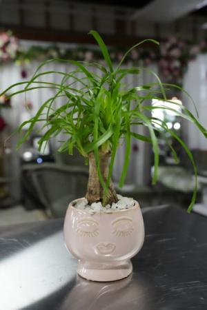 High Pony  Ponytail Palm Plant in South Milwaukee, WI | PARKWAY FLORAL INC.