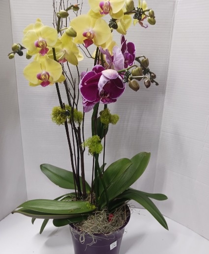 High Style PHALEONOPSIS ORCHID