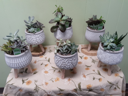 High-top succulent garden