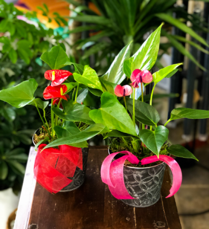 His and Hers Anthurium Set  Plant