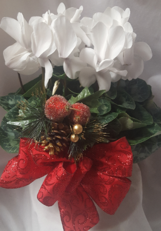 White cyclamen plant with foil and bow!