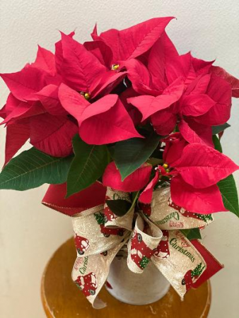 HOHOHO  in Seville, OH | SEVILLE FLOWER & GIFT