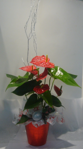 HOLIDAY ANTHURIUM Blooming Plant