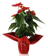 Holiday anthurium plant Christmas