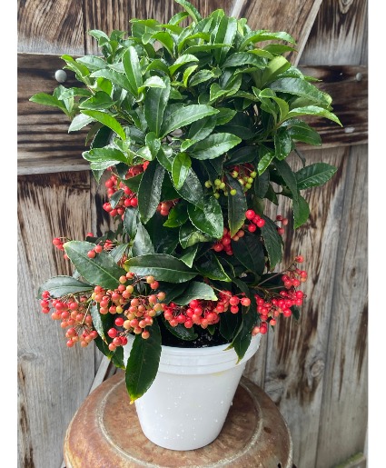 Holiday Ardisia 'Coral Berry
