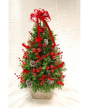 Holiday Boxwood Tree 