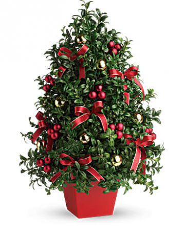 Holiday Boxwood Tree Holiday Arrangement
