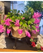 Holiday Cactus 