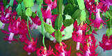 Holiday Cactus 