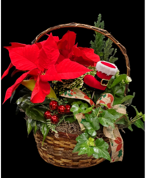 Holiday Cheer basket House plants