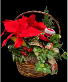 Holiday Cheer basket House plants