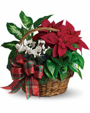 Holiday Cheer Plant Basket 