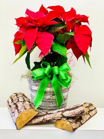 Holiday Cheer Poinsettia Floral Arrangement